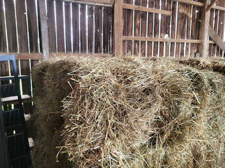 (50)-small-square-bales-of-1st-cutting-hay-in-2025-image-5