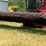 1986-case-ih-1010-image-1