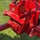 1950-farmall-c-image-15