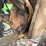 #157-•-timber-harvester-36htd25-portable-bandmill-image-12