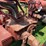 1952-farmall-super-h-image-12