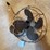 emerson-sealreege-fan-image-1