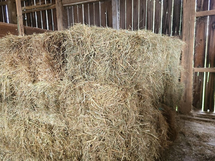 (50)-small-square-bales-of-1st-cutting-hay-in-2025-image-3