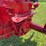 1950-farmall-c-image-30