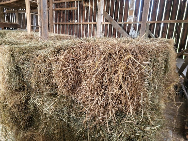 (50)-small-square-bales-of-1st-cutting-hay-in-2025-image-9