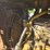 caterpillar-d3-image-21