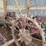 farmall-h-image-1
