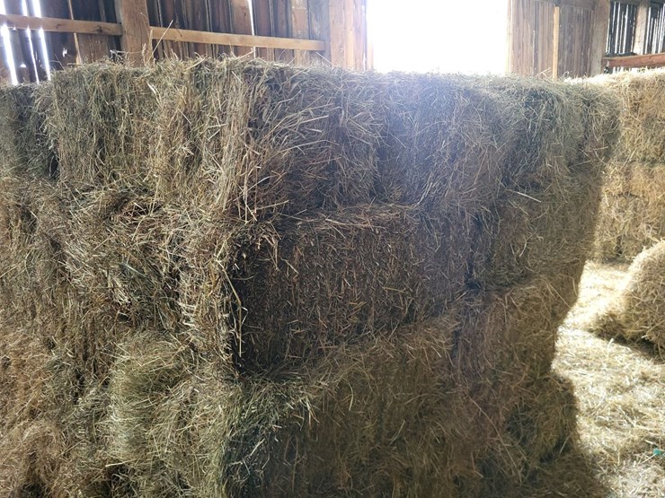 (50)-small-square-bales-of-1st-cutting-hay-in-2025-image-5