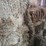 (41)-small-square-bales-of-1st-cutting-hay-in-2025-image-6