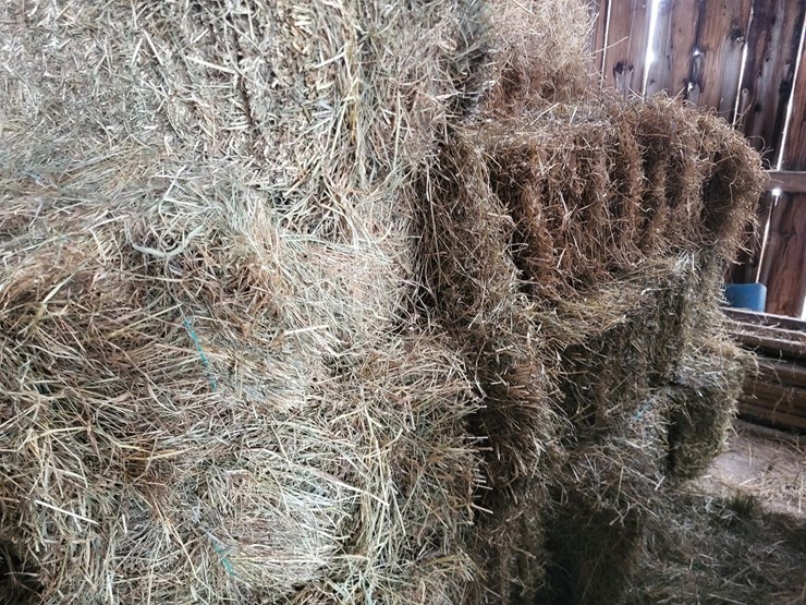(41)-small-square-bales-of-1st-cutting-hay-in-2025-image-6