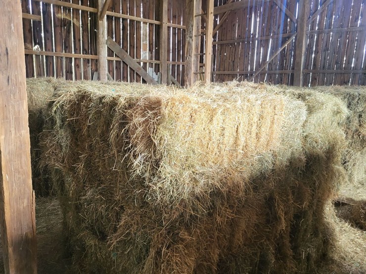 (50)-small-square-bales-of-1st-cutting-hay-in-2025-image-12
