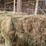 (50)-small-square-bales-of-1st-cutting-hay-in-2025-image-8