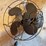 emerson-sealreege-fan-image-4