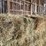 (50)-small-square-bales-of-1st-cutting-hay-in-2025-image-6