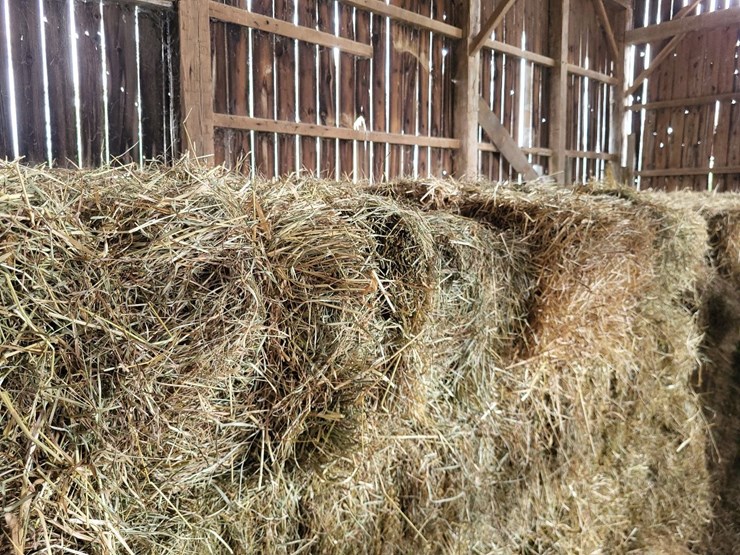 (50)-small-square-bales-of-1st-cutting-hay-in-2025-image-6