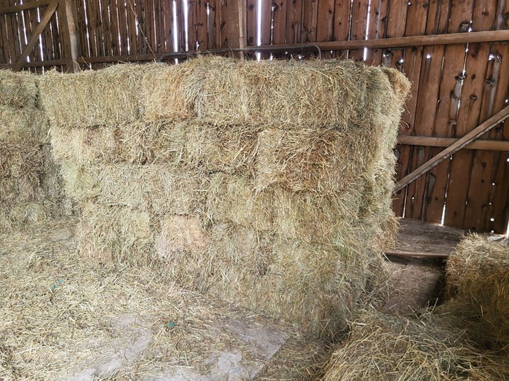 (50)-small-square-bales-of-1st-cutting-hay-in-2025-image-3