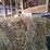 (50)-small-square-bales-of-1st-cutting-hay-in-2025-image-10