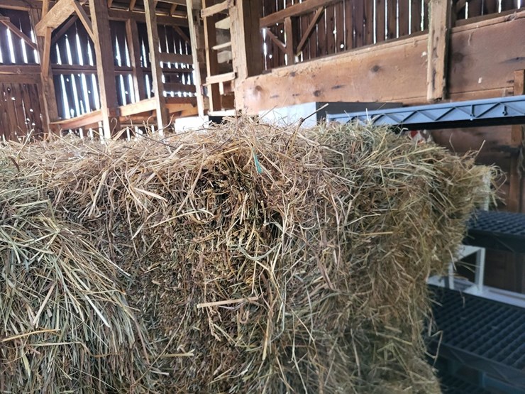 (50)-small-square-bales-of-1st-cutting-hay-in-2025-image-10