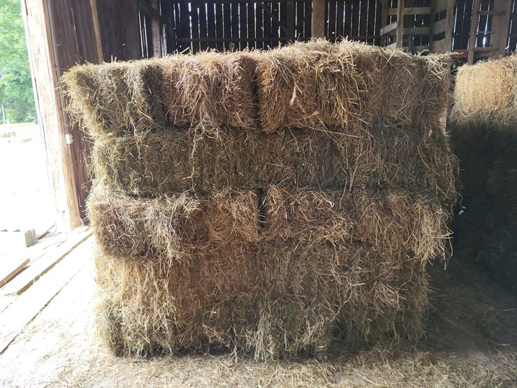 (50)-small-square-bales-of-1st-cutting-hay-in-2025-image-6