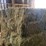 (50)-small-square-bales-of-1st-cutting-hay-in-2025-image-4