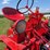 1950-farmall-c-image-16