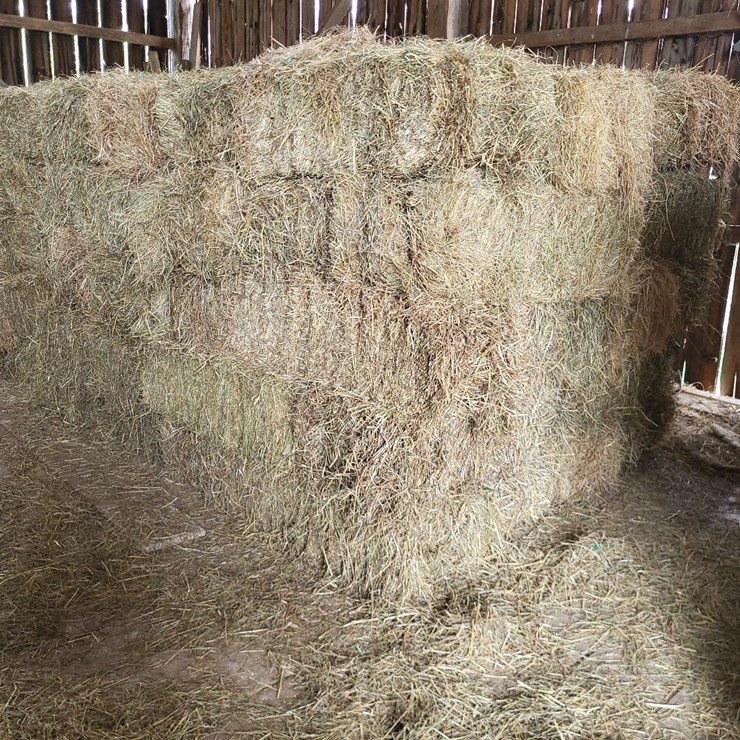 (50) Small Square Bales of 1st Cutting Hay in 2025