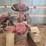 farmall-h-parts-tractor-image-2