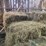 (41)-small-square-bales-of-1st-cutting-hay-in-2025-image-4