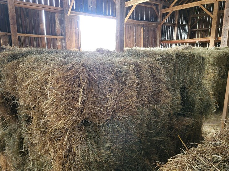 (50)-small-square-bales-of-1st-cutting-hay-in-2025-image-12