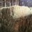 (50)-small-square-bales-of-1st-cutting-hay-in-2025-image-2