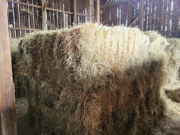 (50)-small-square-bales-of-1st-cutting-hay-in-2025-image-2