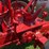1953-farmall-super-h-image-11