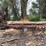 #157-•-timber-harvester-36htd25-portable-bandmill-image-1