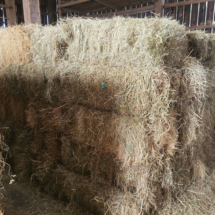 (50) Small Square Bales of 1st Cutting Hay in 2025