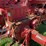1953-farmall-super-m-image-23