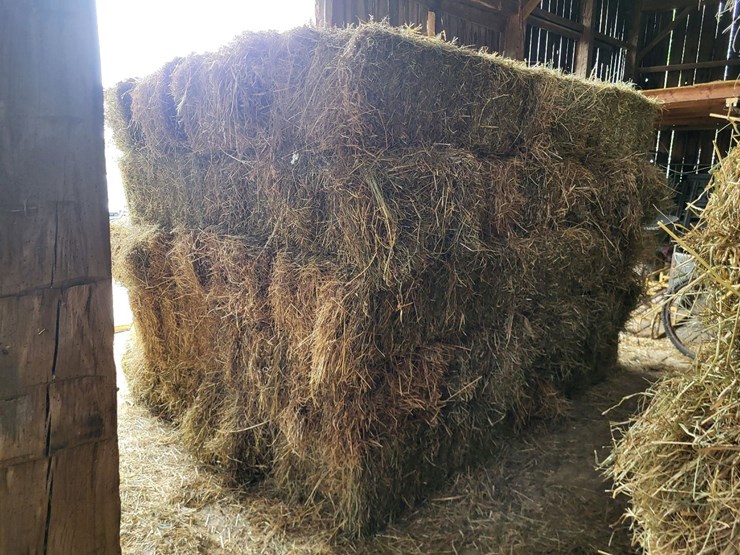 (50)-small-square-bales-of-1st-cutting-hay-in-2025-image-8