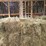(50)-small-square-bales-of-1st-cutting-hay-in-2025-image-8