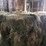 (50)-small-square-bales-of-1st-cutting-hay-in-2025-image-10