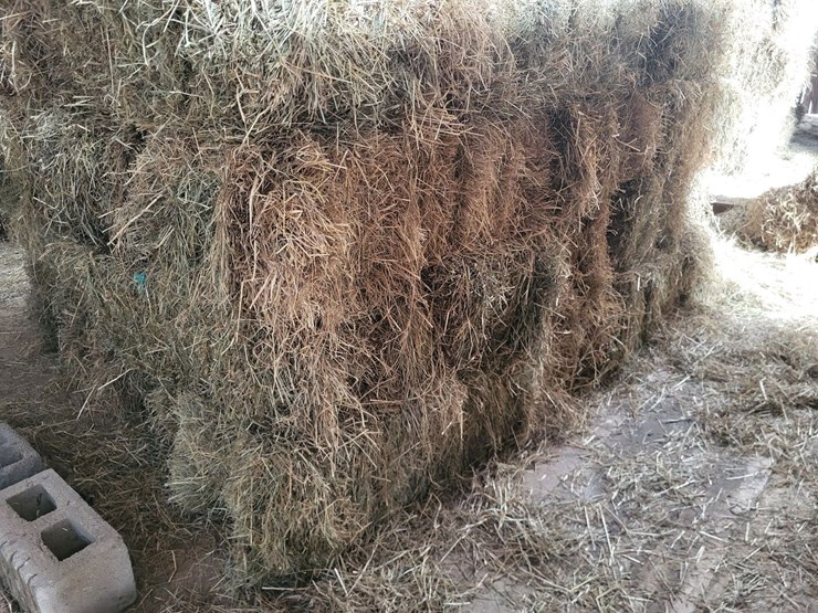 (50)-small-square-bales-of-1st-cutting-hay-in-2025-image-5