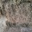 (50)-small-square-bales-of-1st-cutting-hay-in-2025-image-13