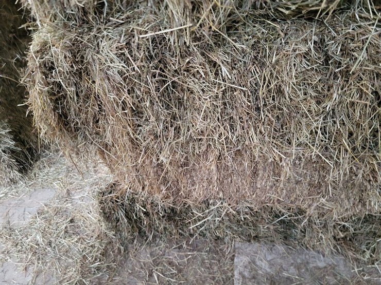 (50)-small-square-bales-of-1st-cutting-hay-in-2025-image-13