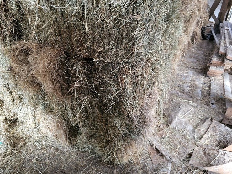 (50)-small-square-bales-of-1st-cutting-hay-in-2025-image-10