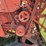 allis-chalmers-roto-baler-image-23