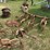 allis-chalmers-2-row-cultivator---off-ca-image-3