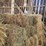 (41)-small-square-bales-of-1st-cutting-hay-in-2025-image-7