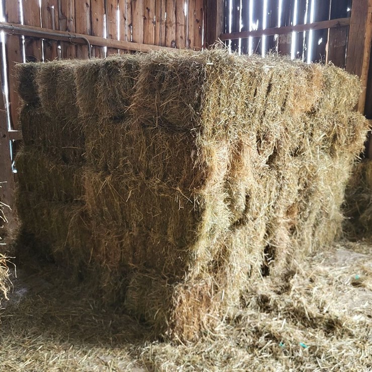 (50) Small Square Bales of 1st Cutting Hay in 2025