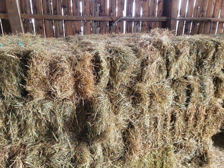 (50)-small-square-bales-of-1st-cutting-hay-in-2025-image-7