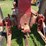 1954-farmall-super-h-image-23