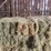 (50)-small-square-bales-of-1st-cutting-hay-in-2025-image-6