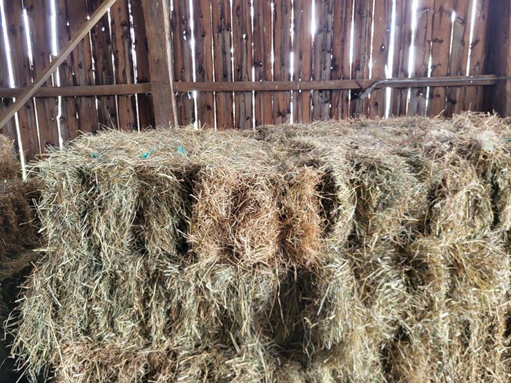 (50)-small-square-bales-of-1st-cutting-hay-in-2025-image-6
